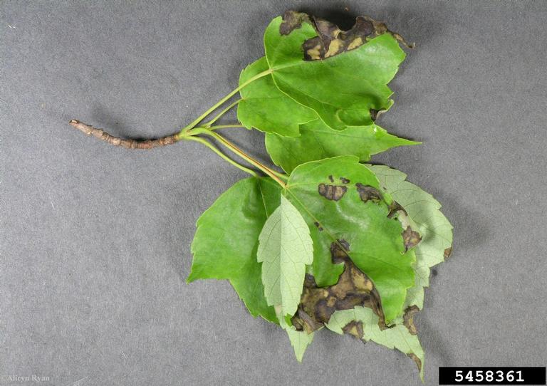 Leaf blister on leaf